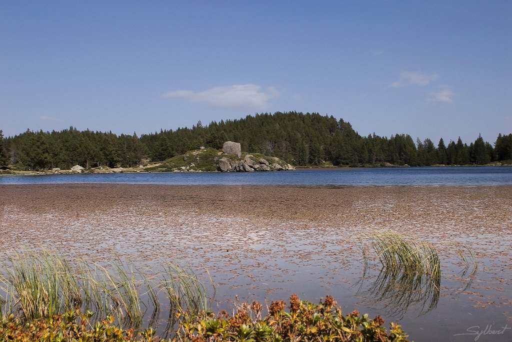 _GIL3794 m_1.JPG - Estany del viver